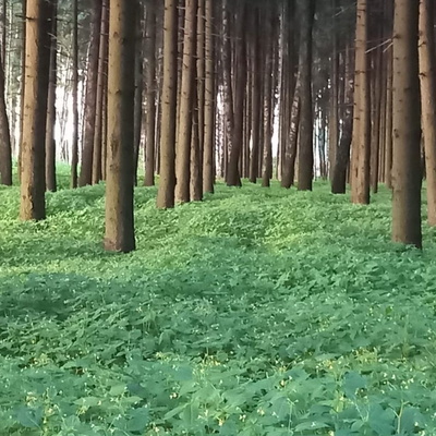 Старое, но не Солнцево