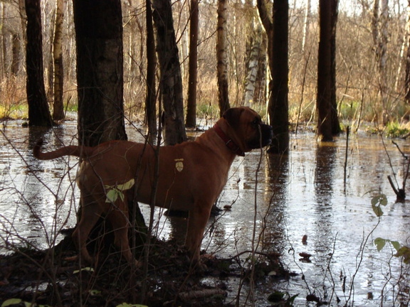 Парк Мещерский