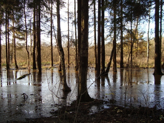 Парк Мещерский